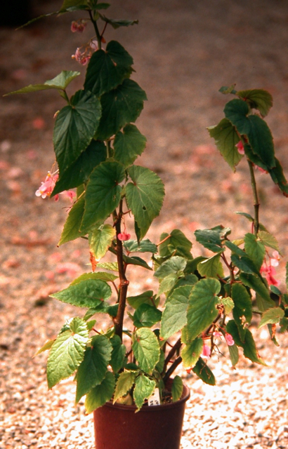 B. malabarica var. malabarica